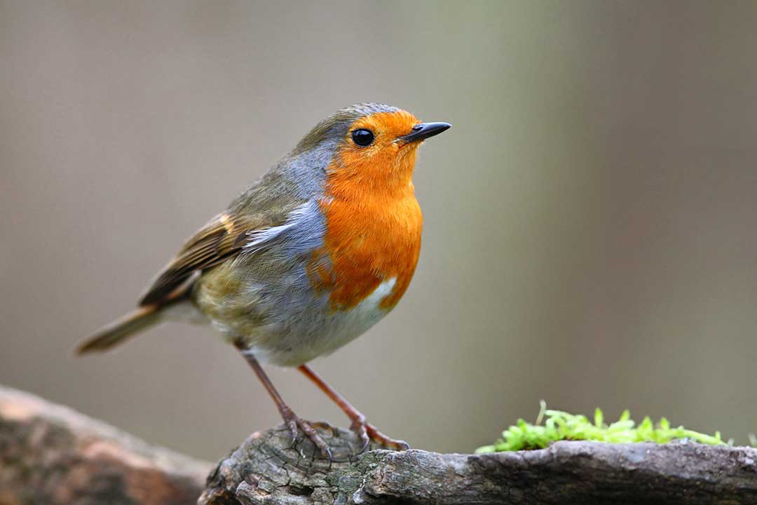 Robin (Erithacus rubecula) - British Birds - Woodland Trust