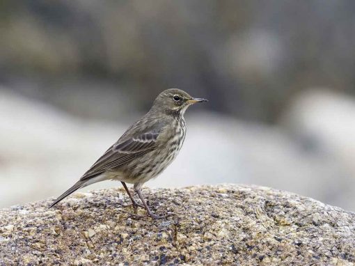 Rock Pipit (Anthus petrosus)