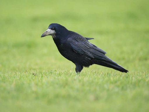 Rook (Corvus frugilegus)