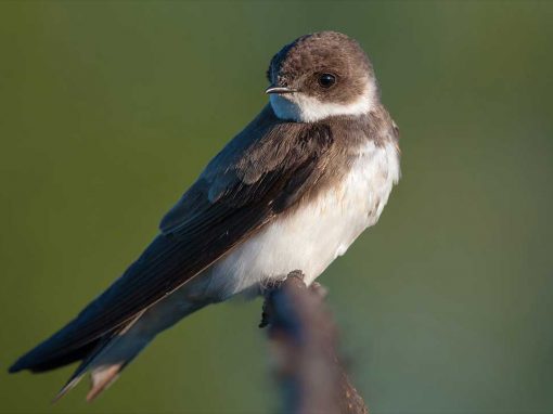 Sand Martin (Riparia riparia)