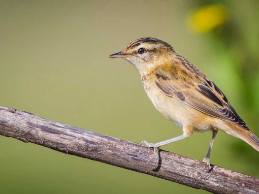 Sedge Warbler (Acrocephalus schoenobaenus)