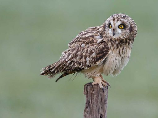 Short-eared Owl (Asio flammeus)