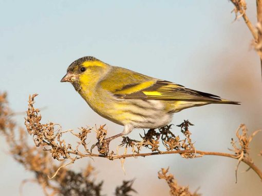 Siskin (Carduelis spinus)