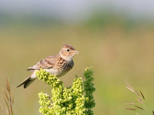 Skylark (Alauda arvensis)