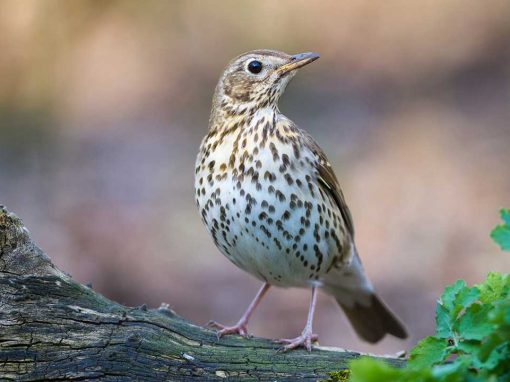 Song Thrush (Turdus philomelos)