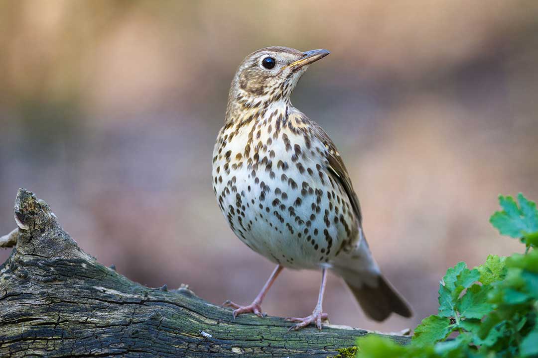 Song Thrush Turdus Philomelos Www birdwords co uk
