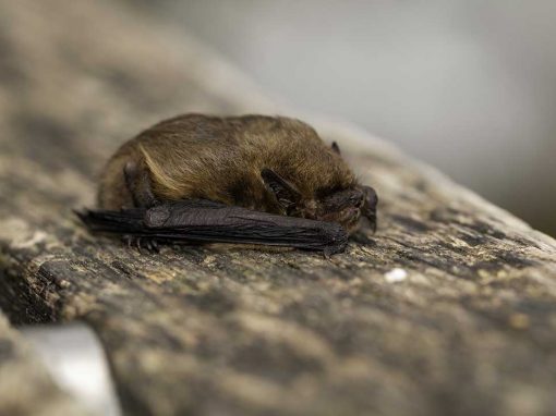 Soprano Pipistrelle (Pipistrellus pygmaeus)