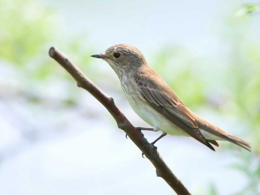 Spotted Flycatcher (Muscicapa striata)