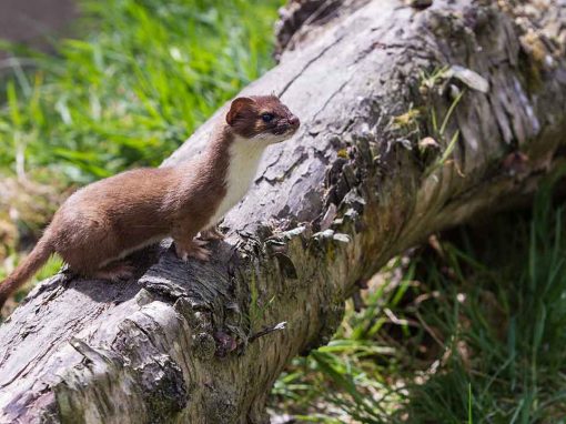 Stoat (Mustela erminea)