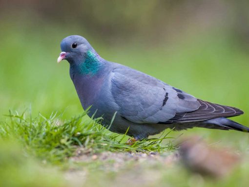 Stock Dove (Columba oenas)