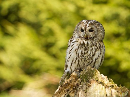 Tawny Owl (Strix aluco)