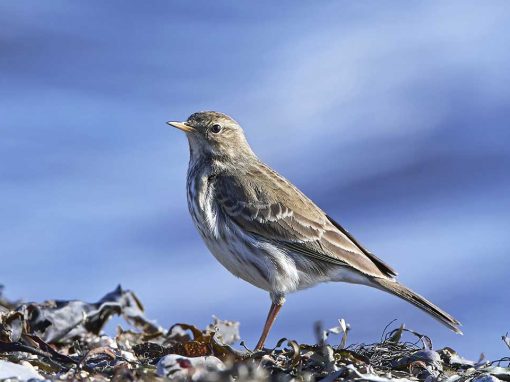 Water Pipit (Anthus spinoletta)