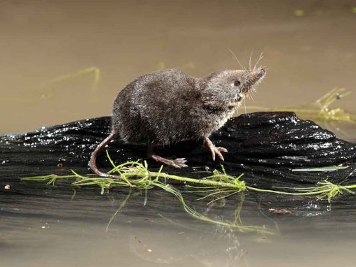 Water Shrew (Neomys fodiens)