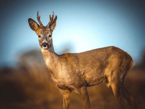 Western Roe Deer (Capreolus capreolus)