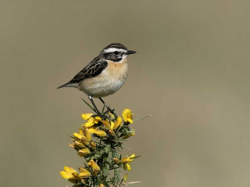 Whinchat (Saxicola rubetra)