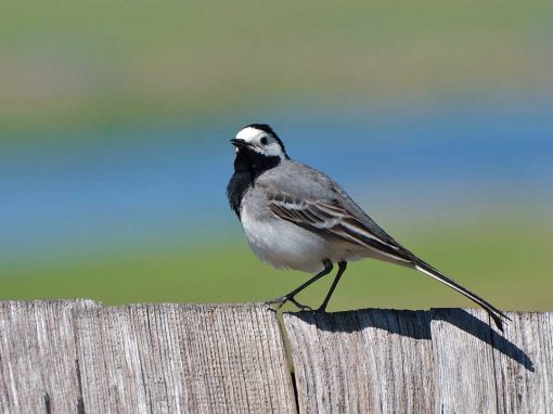 White Wagtail (Motacilla alba alba)