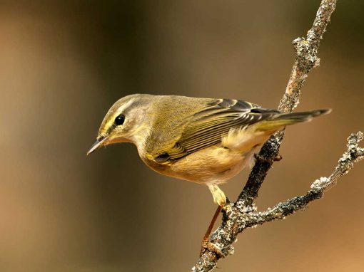 Willow Warbler (Phylloscopus trochilus)