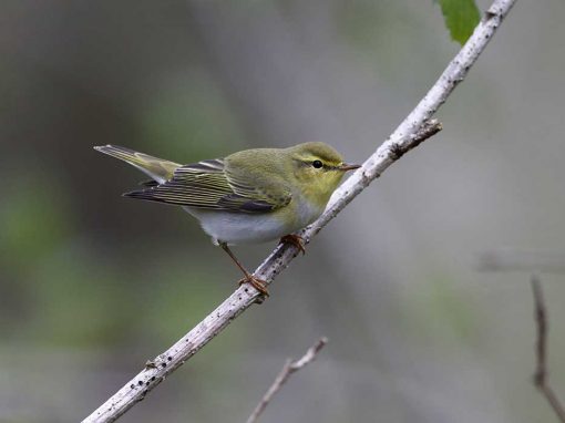 Wood Warbler (Phylloscopus sibilatrix)