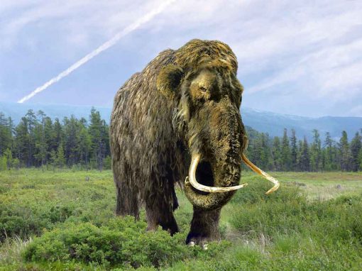 Woolly Mammoth (Mammuthus primigenius)