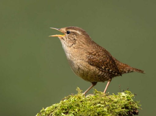 Wren (Trogolodytes troglodytes)