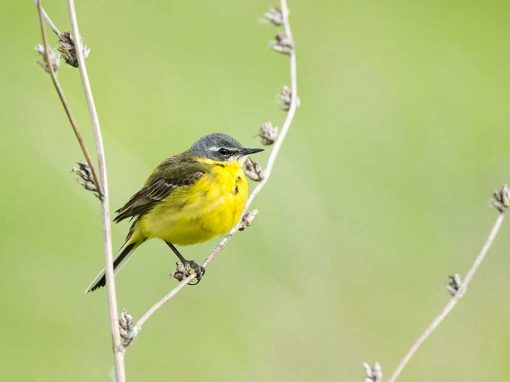 Yellow Wagtail (Motacilla flava)