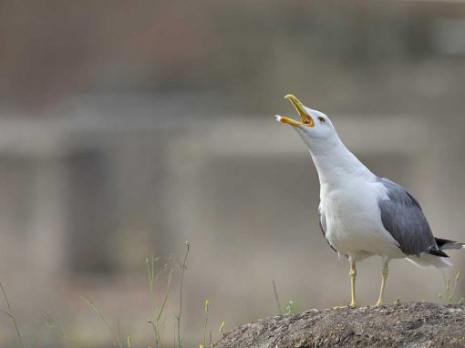 Yellow-legged Gull (Larus michahellis)