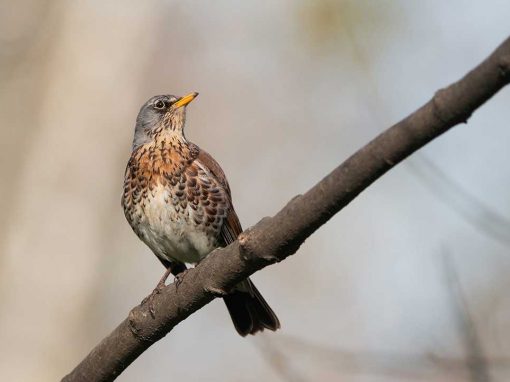 Fieldfare (Turdus pilaris)