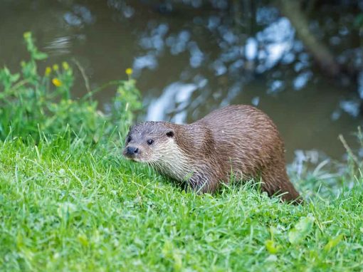 Eurasian Otter (Lutra lutra)