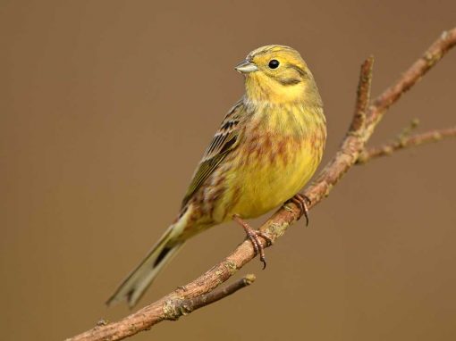 Yellowhammer (Emberiza citrinella)